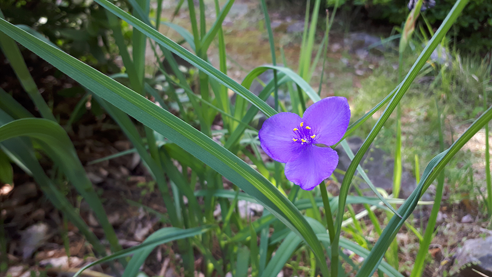 자주달개비(닭의장풀과) 이미지3