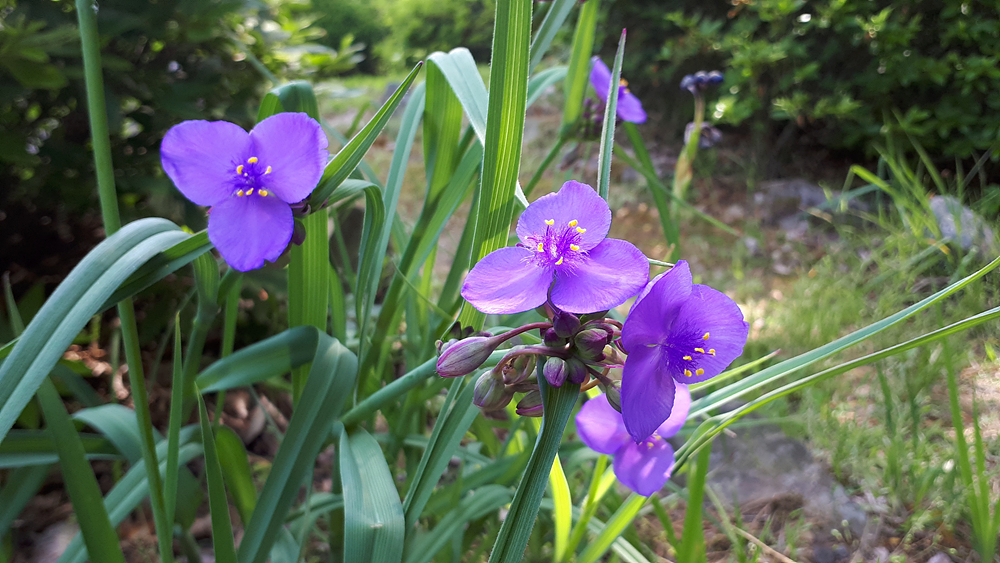 자주달개비(닭의장풀과) 이미지2
