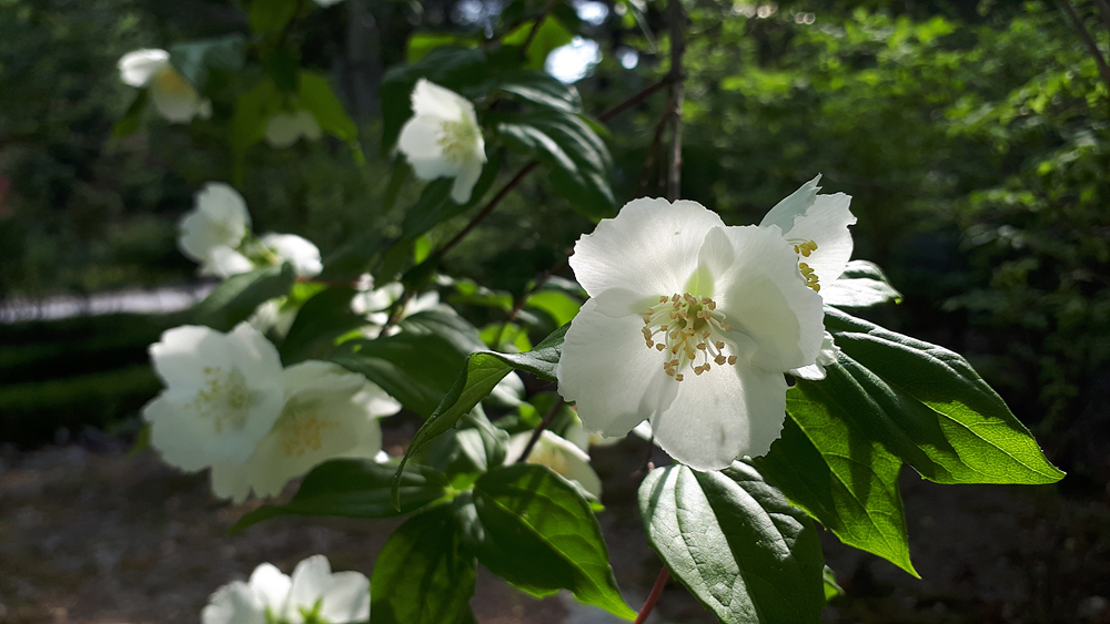 고광나무(범의귀과) 이미지3