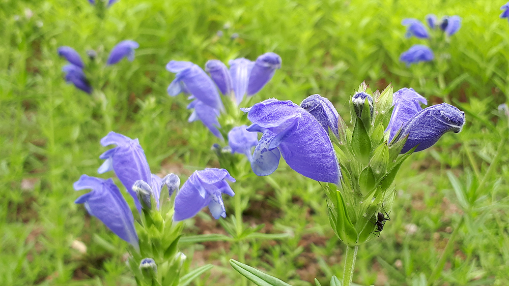 산림환경연구소