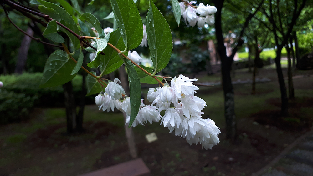 만첩빈도리(범의귀과) 이미지2