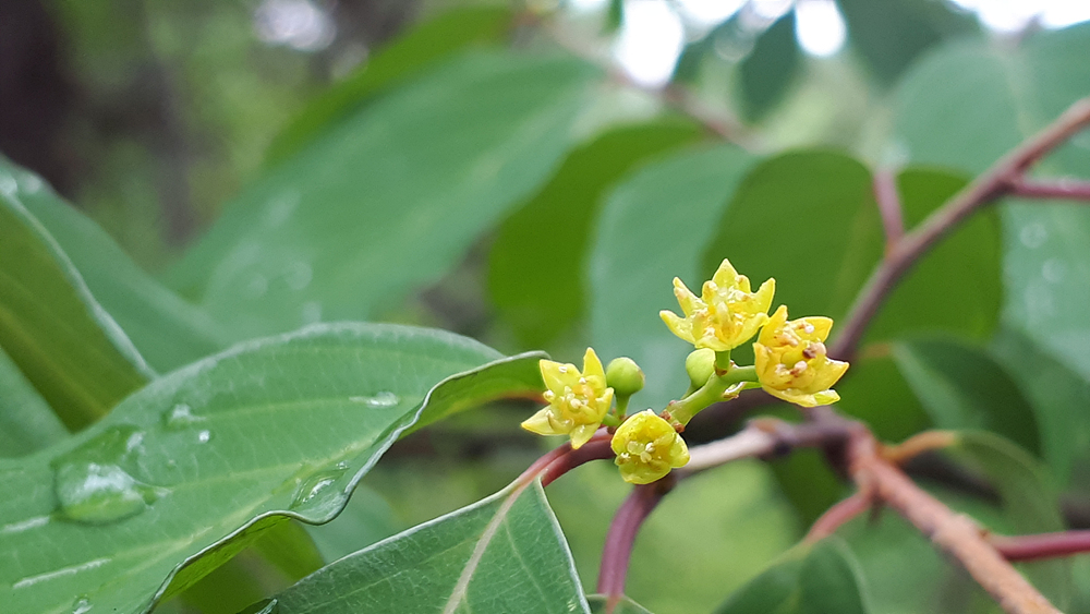 망개나무(갈매나무과) 이미지2