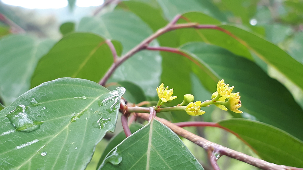 망개나무(갈매나무과) 이미지3