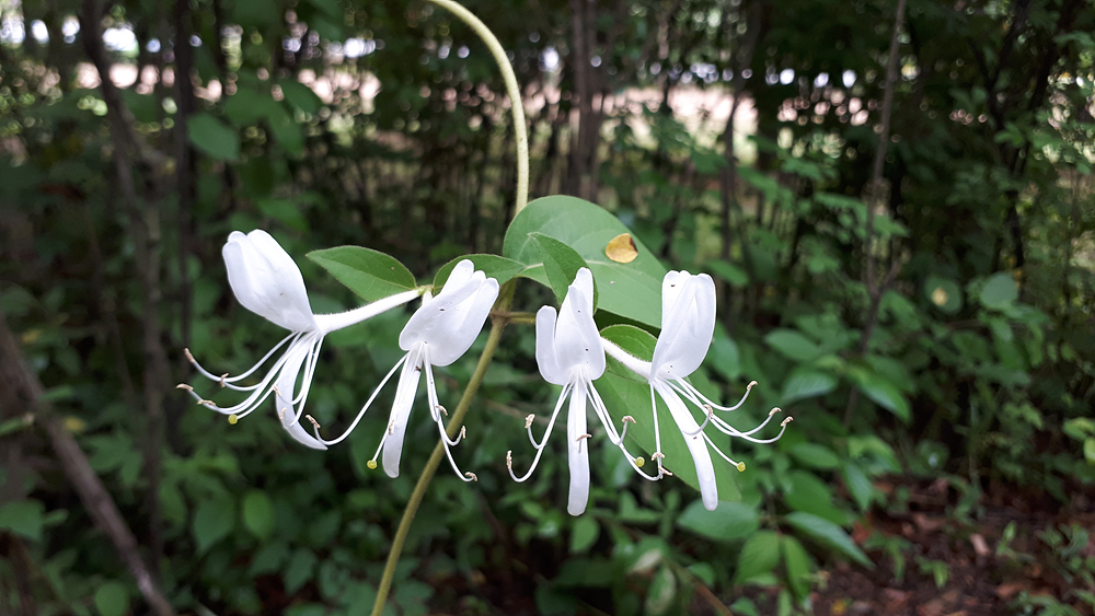 인동덩굴(인동과) 이미지2