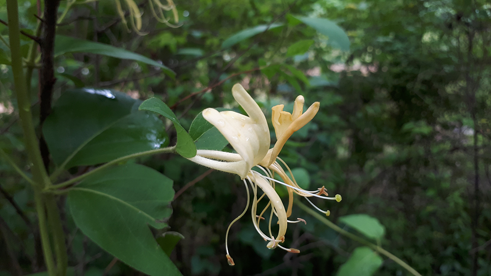 인동덩굴(인동과) 이미지3