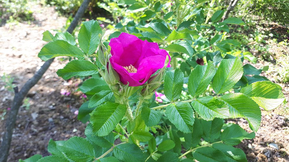 해당화(장미과) 이미지2