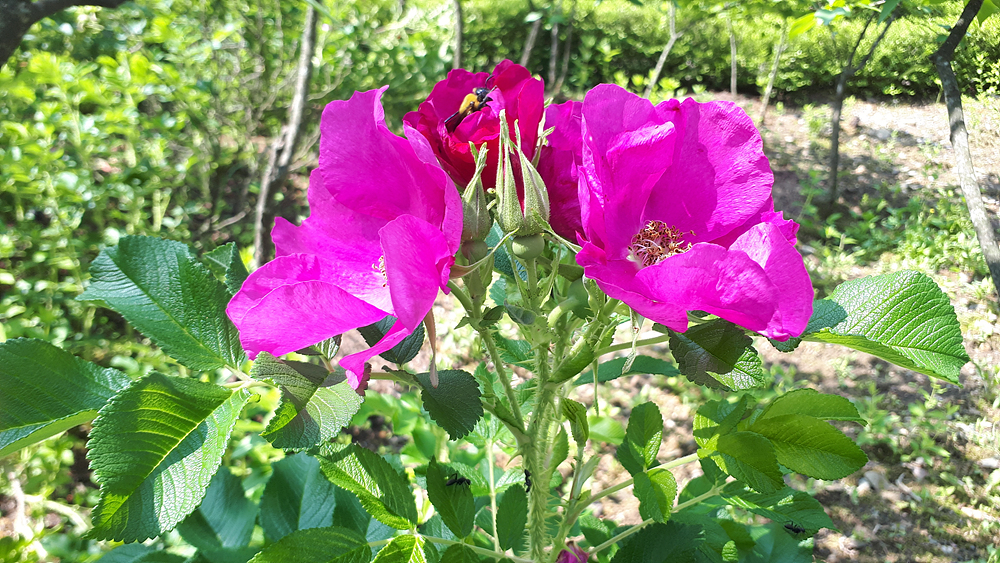 해당화(장미과) 이미지4