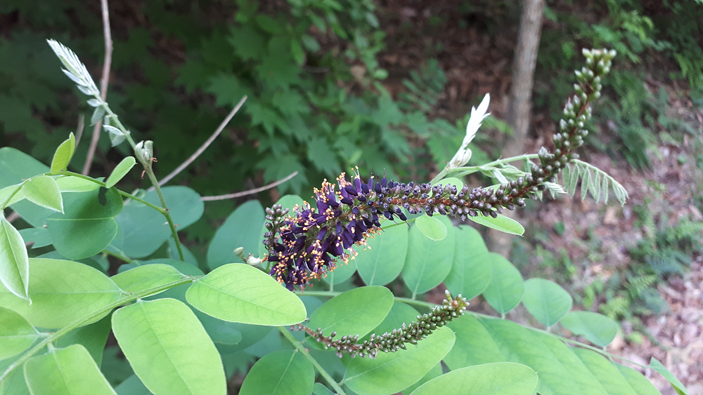 족제비싸리(콩과) 이미지2