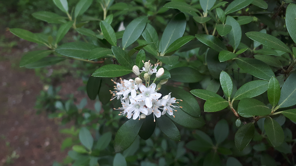 꼬리진달래(진달래과) 이미지2