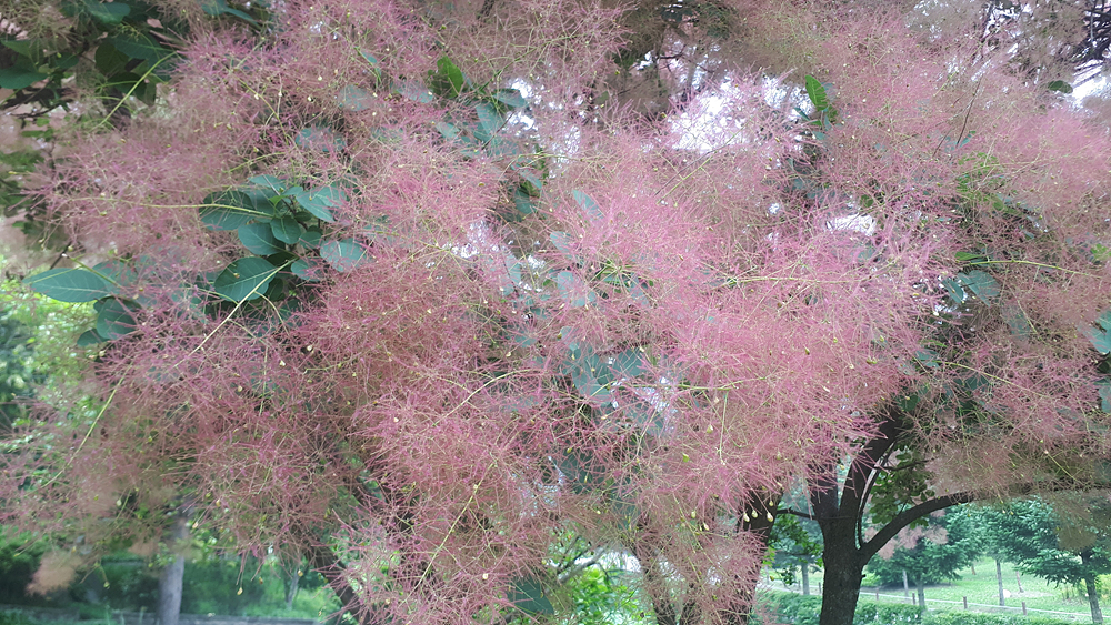 안개나무(옻나무과) 이미지2