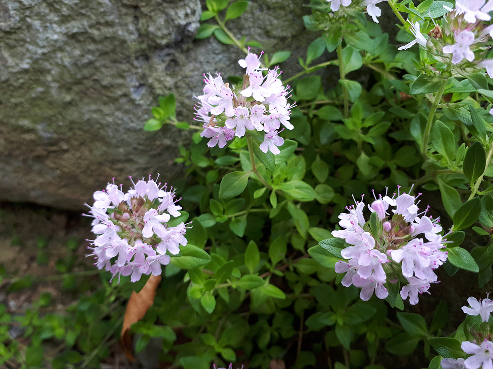 백리향(꿀풀과) 이미지4