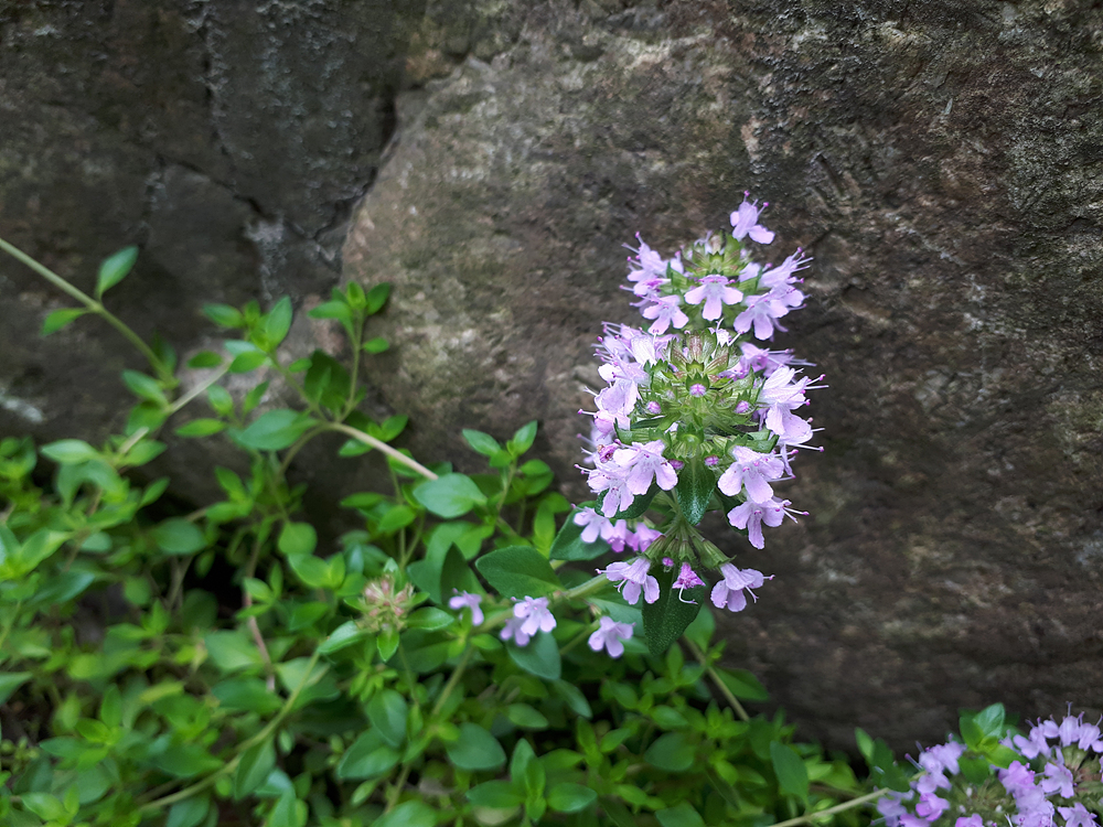 백리향(꿀풀과) 이미지3