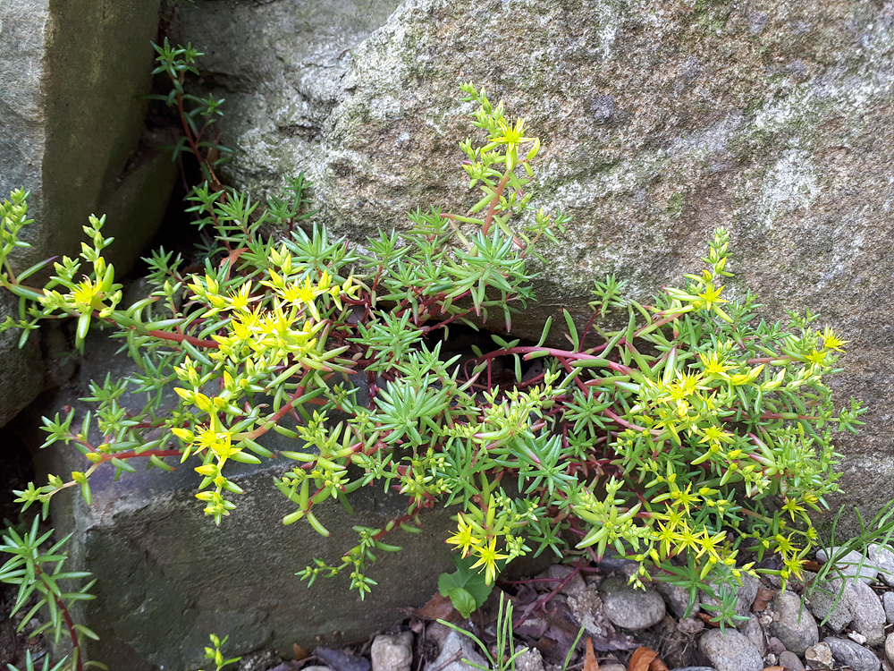 바위채송화(돌나물과) 이미지2