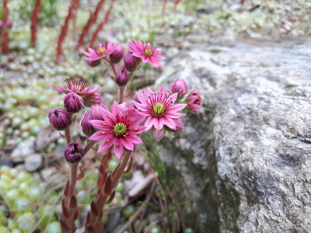 요맘때 수목원의 야생화 이미지3