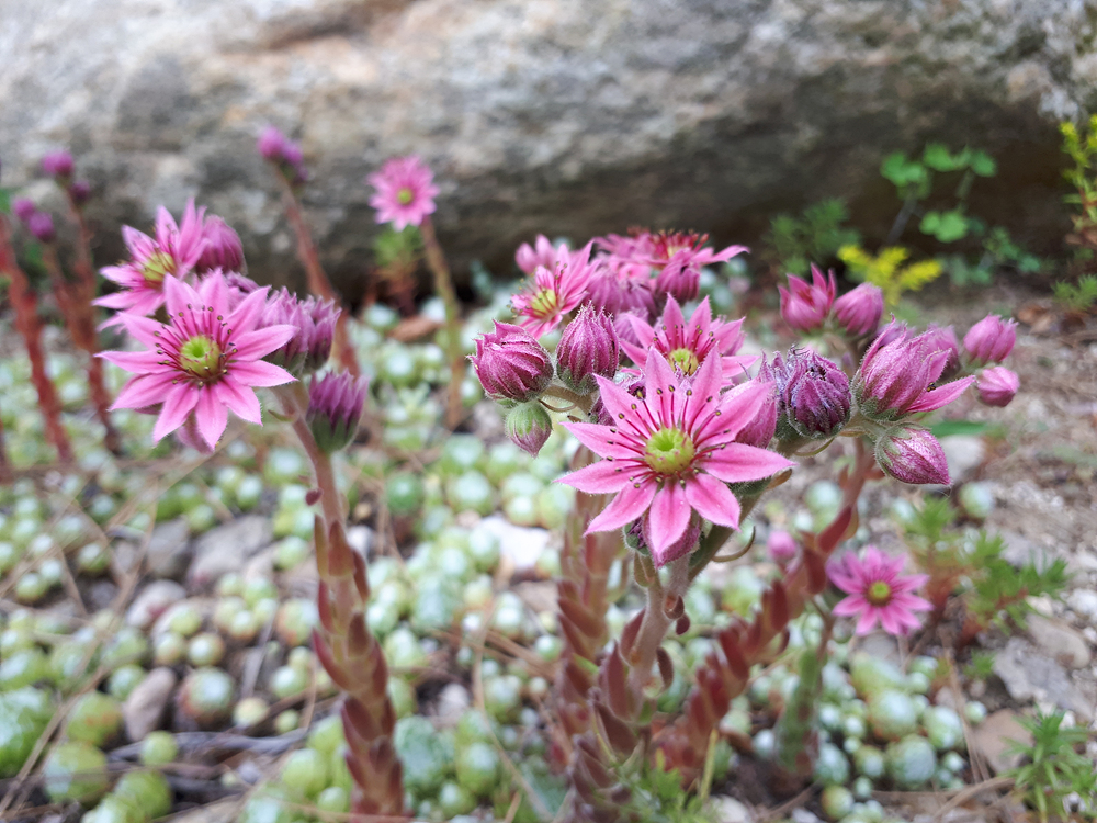 요맘때 수목원의 야생화 이미지4