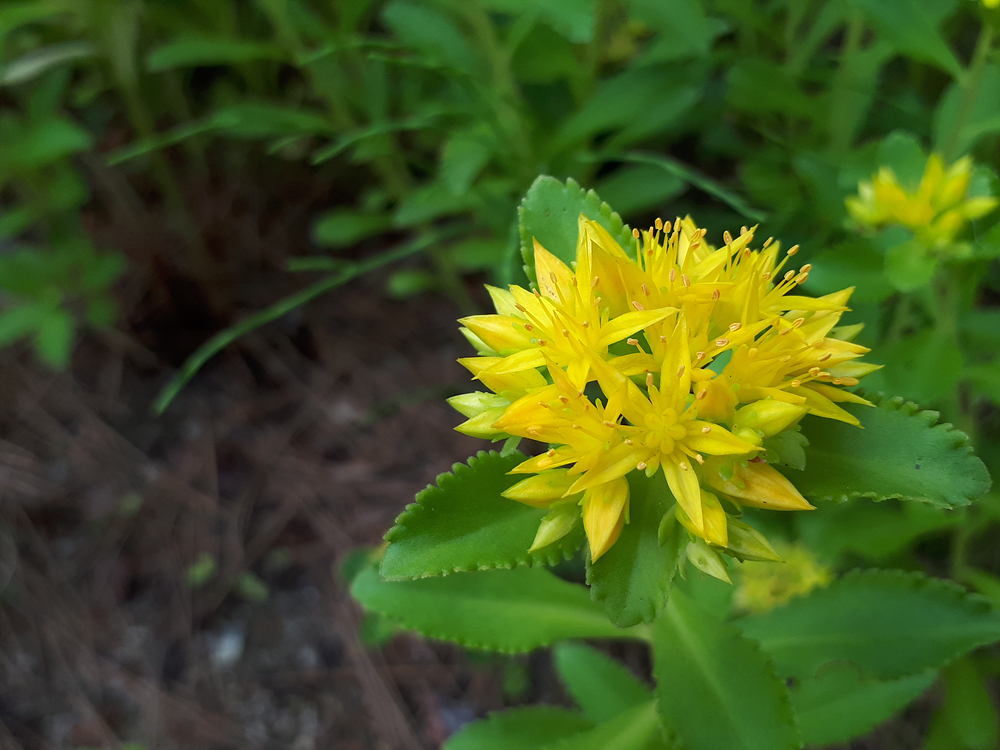 요맘때 수목원의 야생화 이미지5