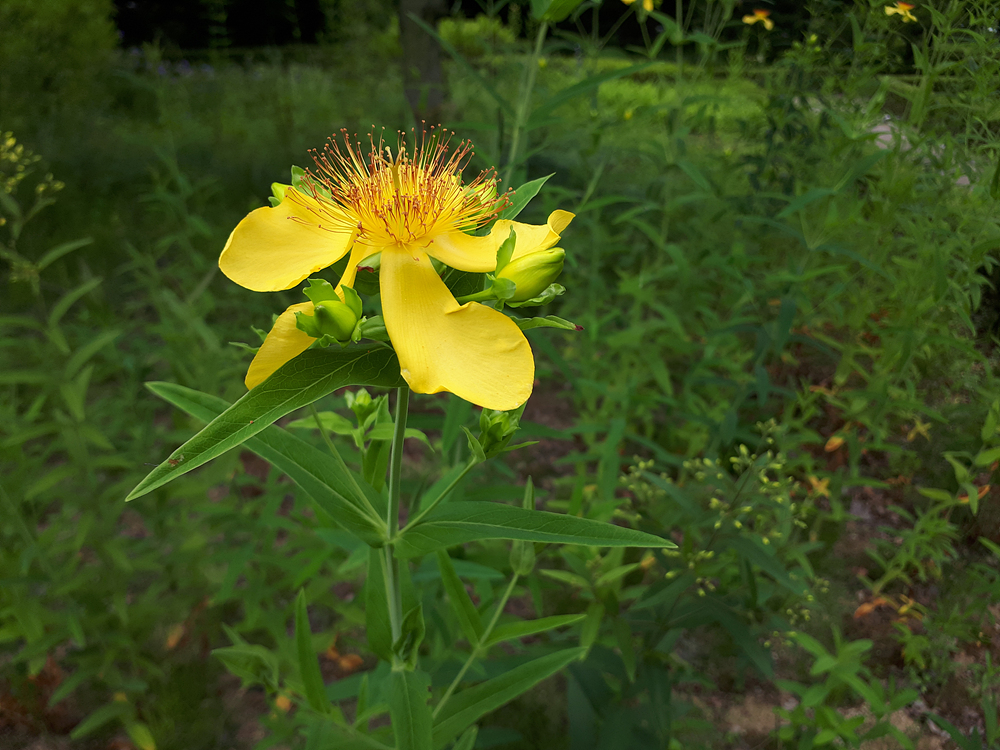 요맘때 수목원의 야생화 이미지2