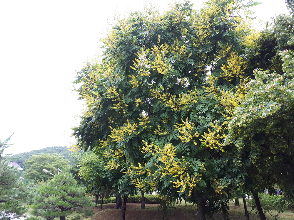 모감주나무(무환자나무과) 이미지2