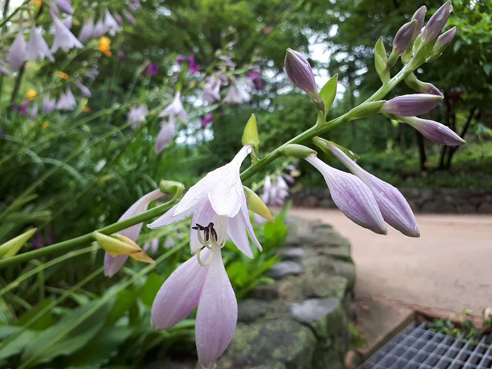 비비추(백합과) 이미지3