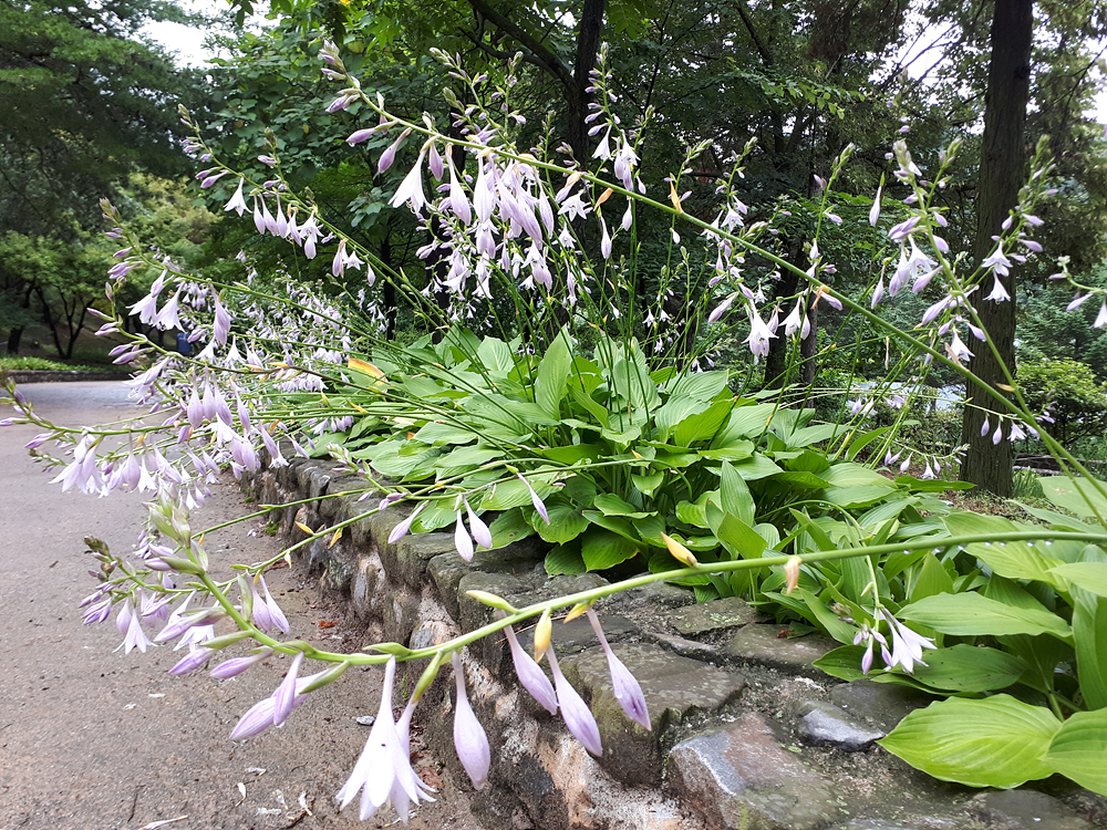 비비추(백합과) 이미지2