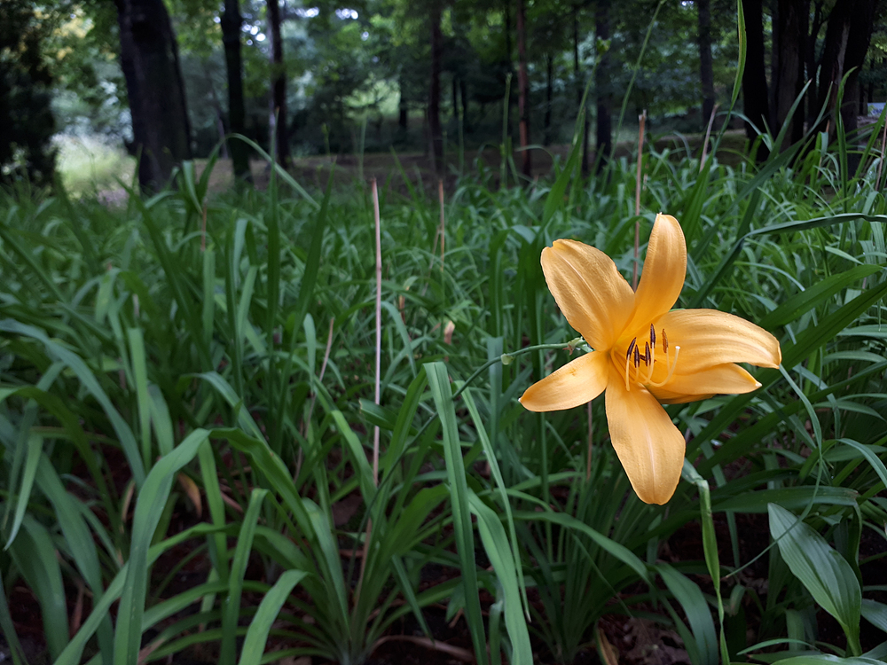 원추리(백합과) 이미지4