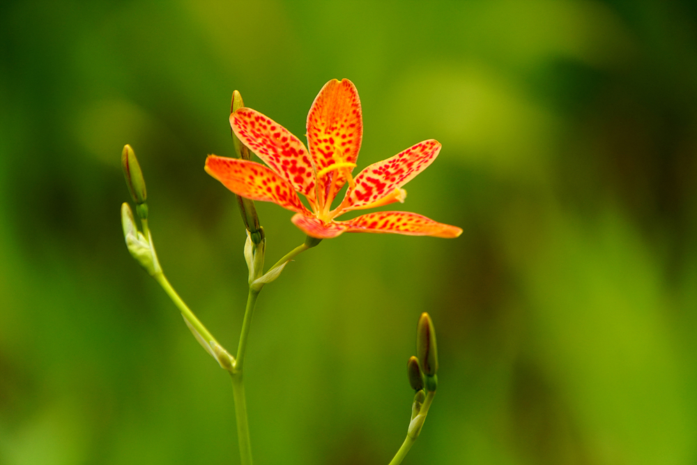 범부채(붓꽃과) 이미지2