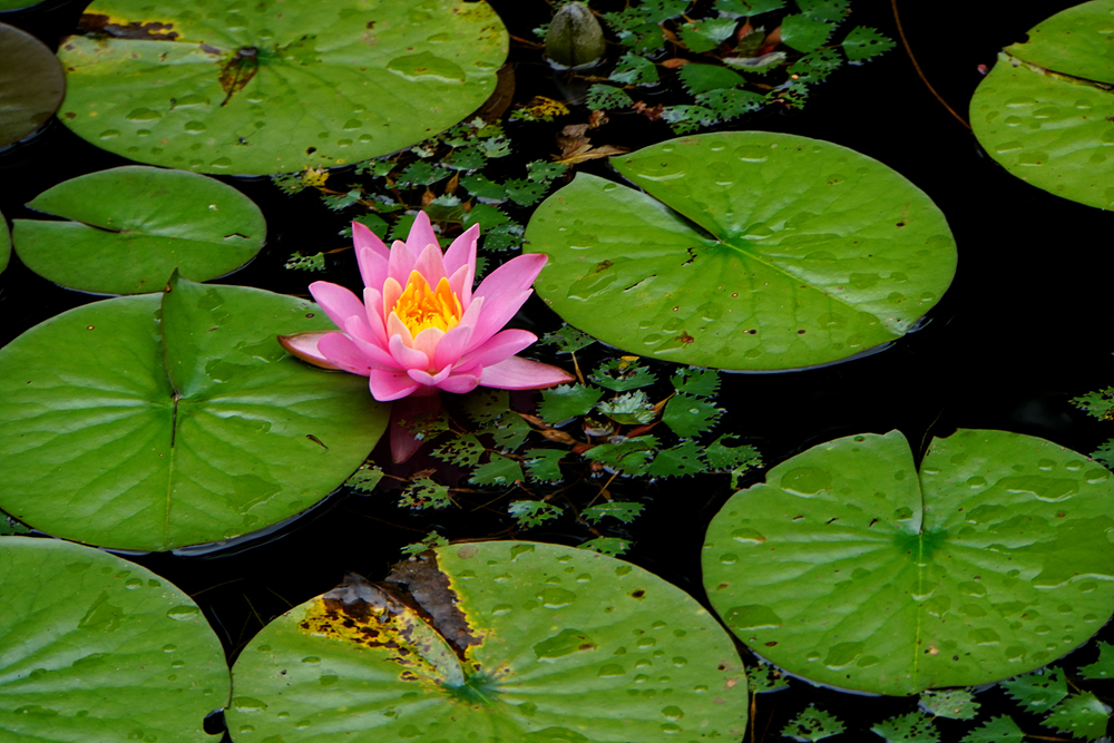 수련(수련과) 이미지4