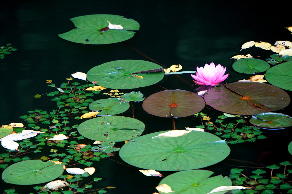 수련(수련과) 이미지2