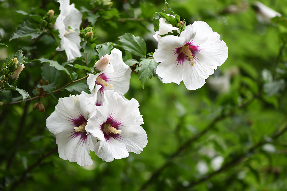 무궁화(아욱과) 이미지4