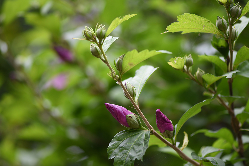 무궁화(아욱과) 이미지3