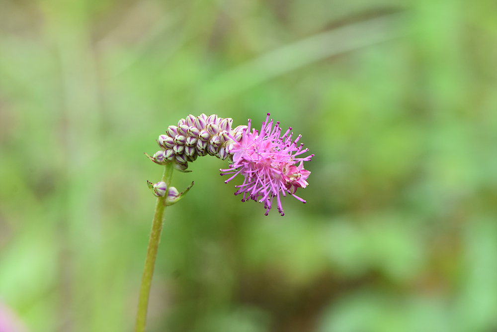 산오이풀(장미과) 이미지2