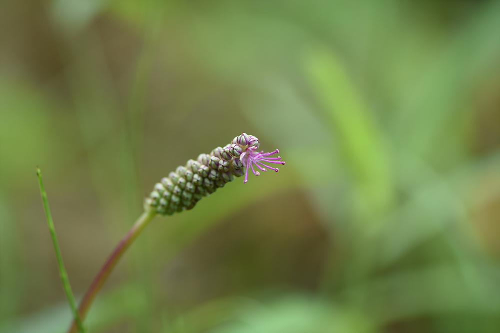 산오이풀(장미과) 이미지5