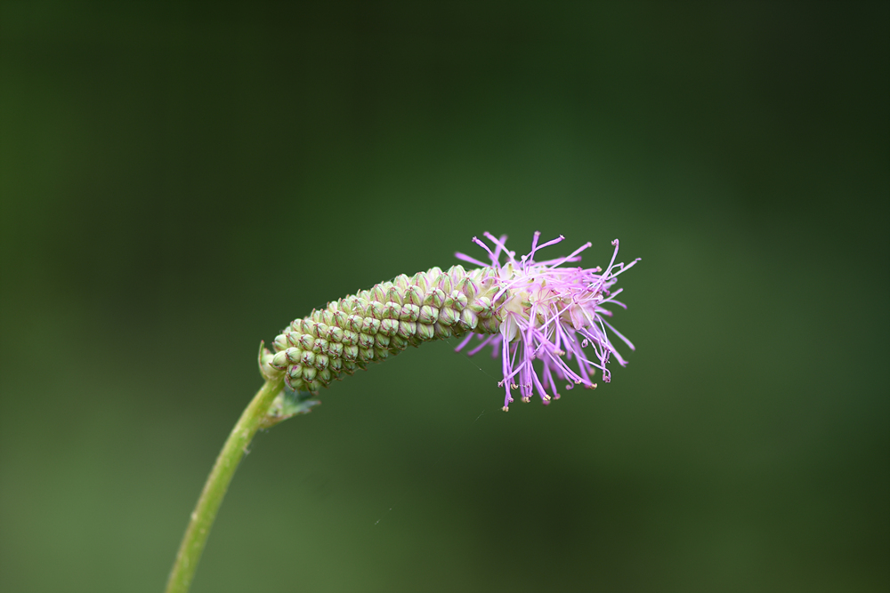 산오이풀(장미과) 이미지4