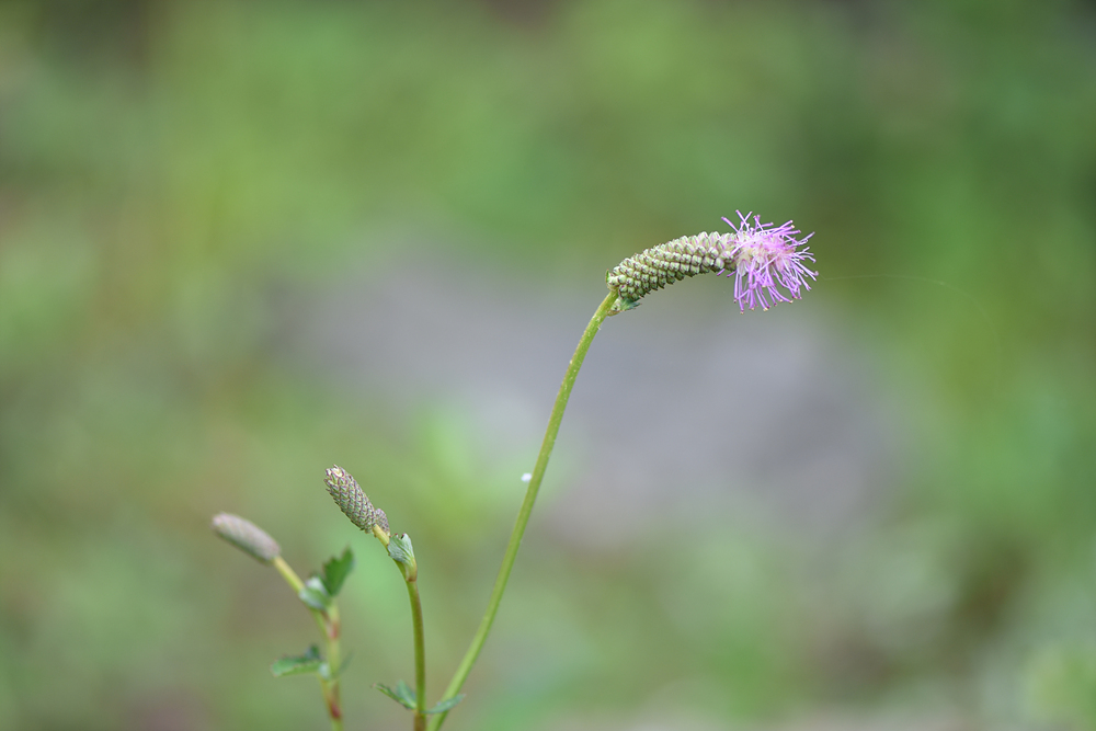 산오이풀(장미과) 이미지3