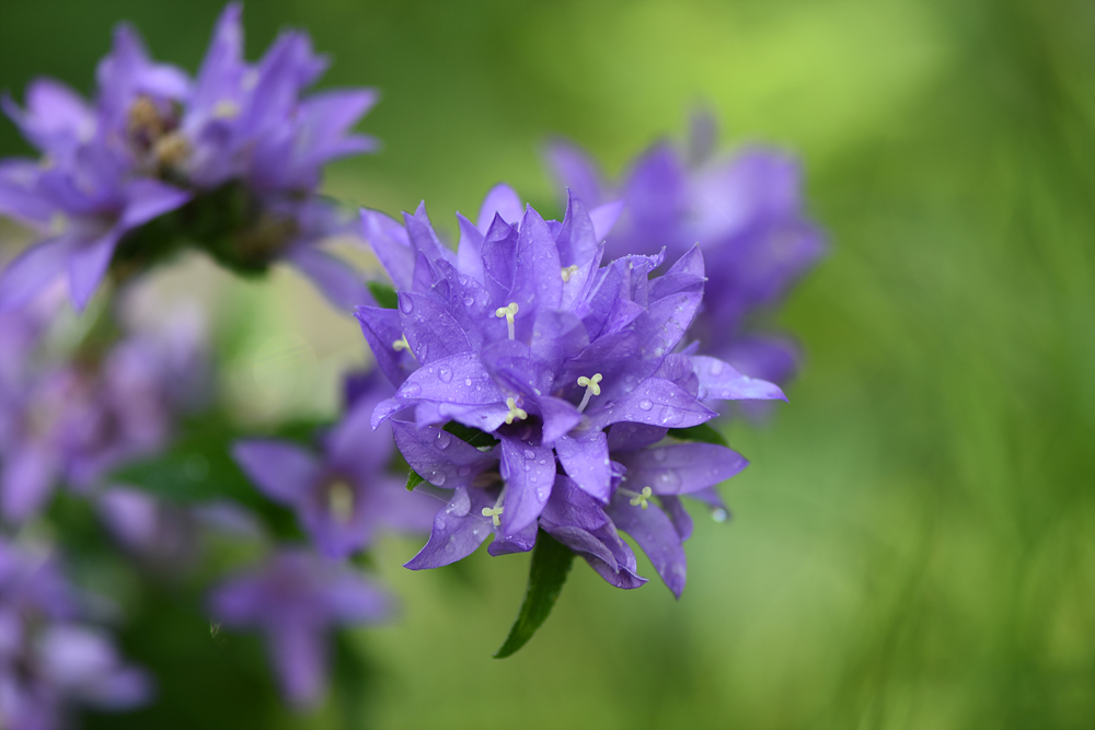 자주꽃방망이(초롱꽃과) 이미지3