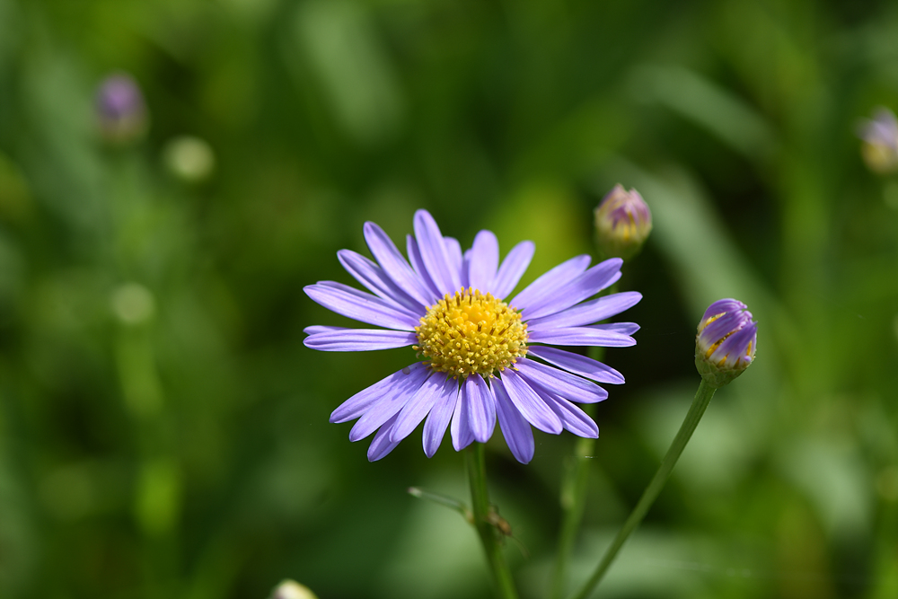 벌개미취(국화과) 이미지2