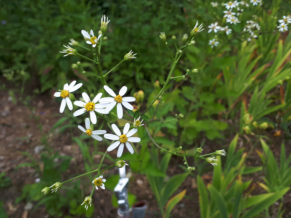 참취(국화과) 이미지2