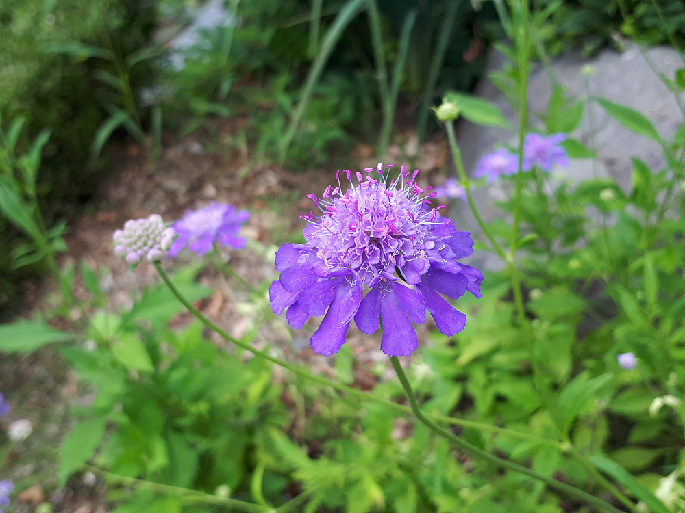 솔체꽃(산토끼꽃과) 이미지5