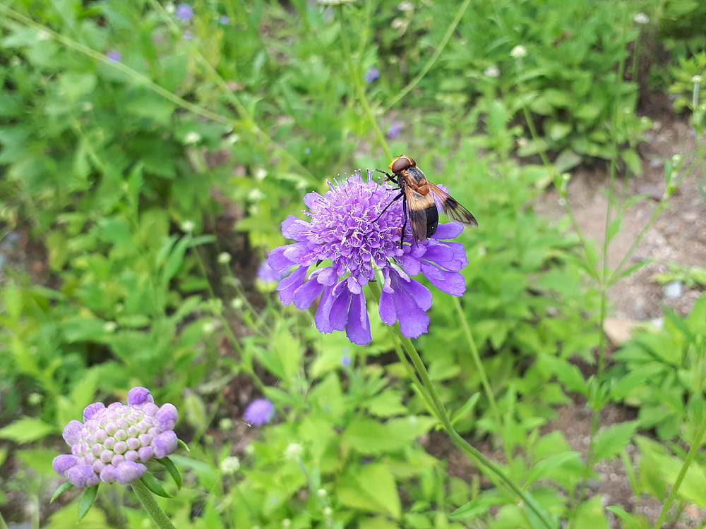 솔체꽃(산토끼꽃과) 이미지4
