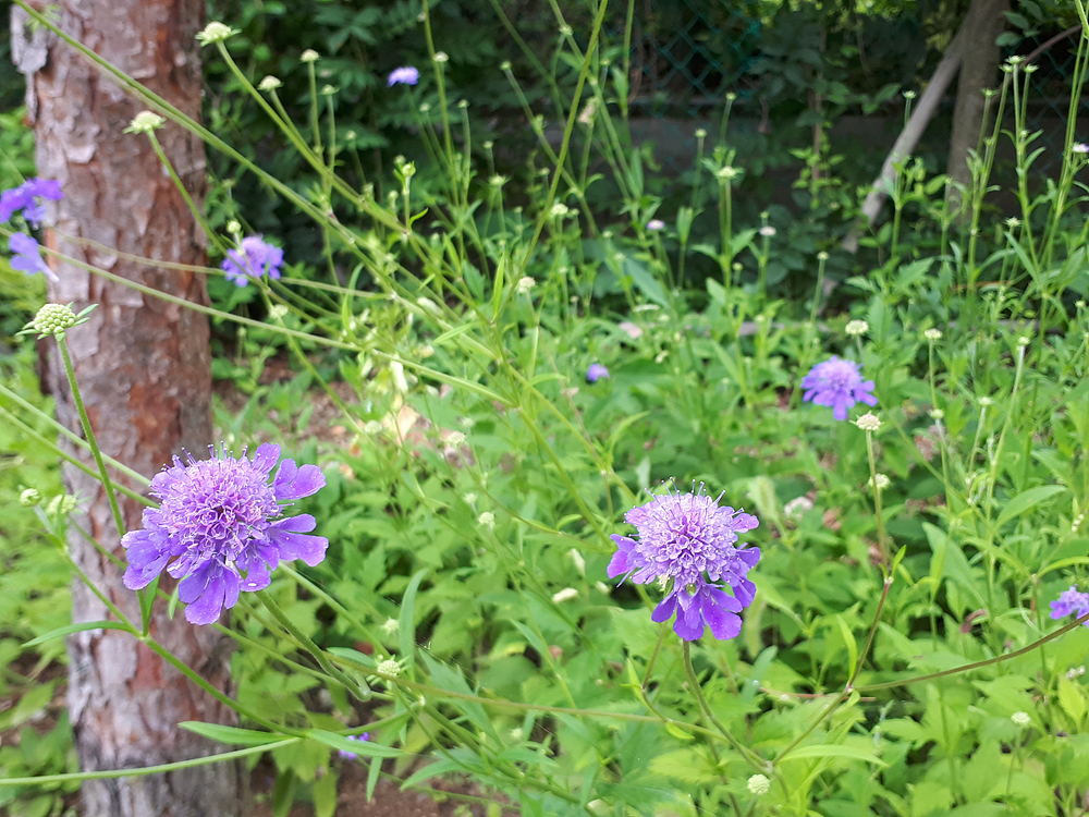 솔체꽃(산토끼꽃과) 이미지2