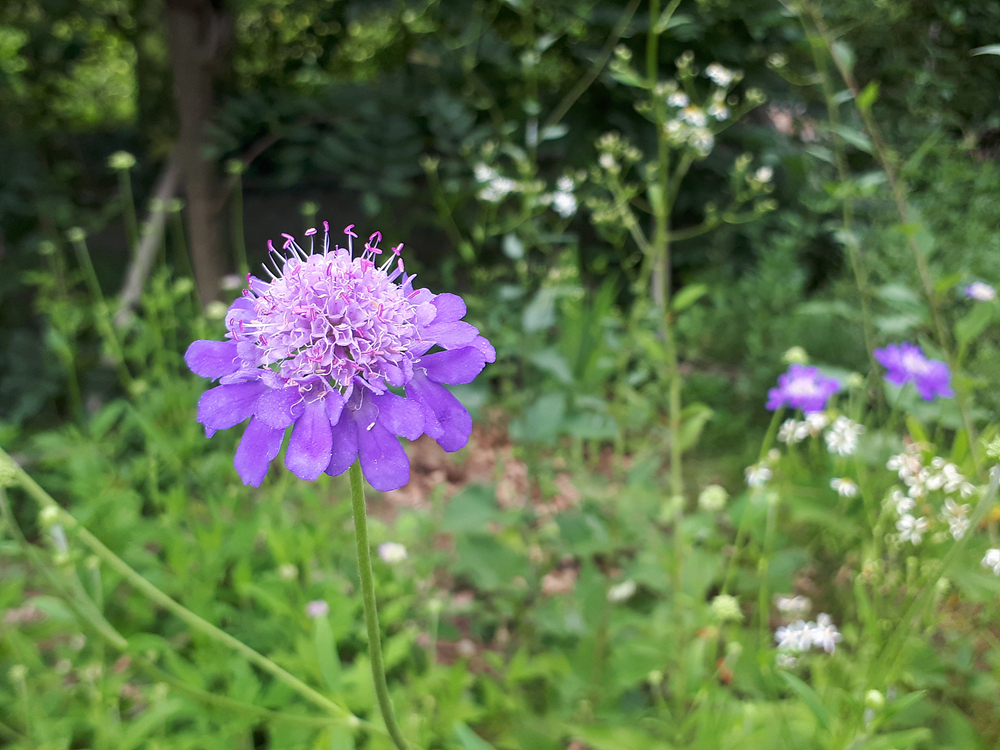 솔체꽃(산토끼꽃과) 이미지3
