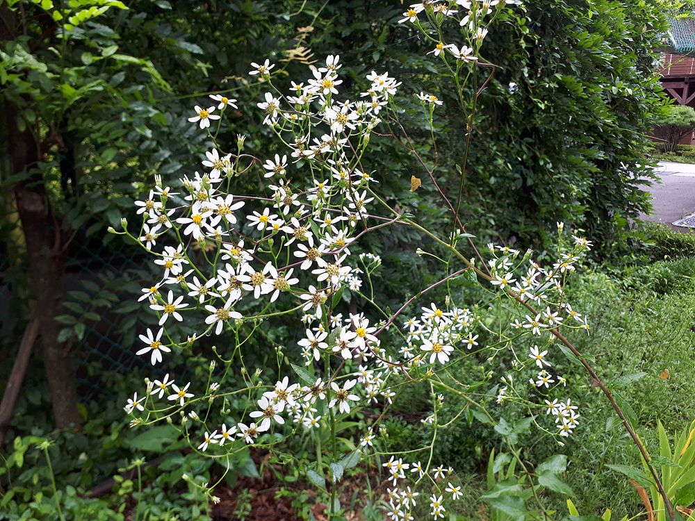 참취(국화과) 이미지3