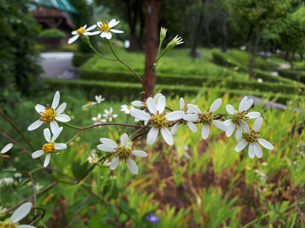 참취(국화과) 이미지4