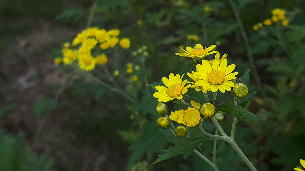 산국(국화과) 이미지2