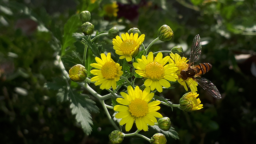 산국(국화과) 이미지3