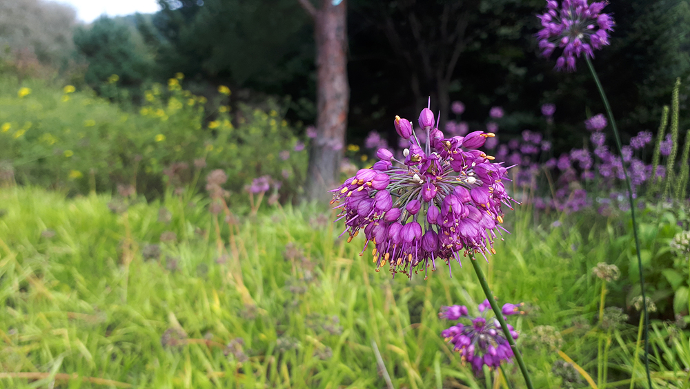 산부추(백합과) 이미지2