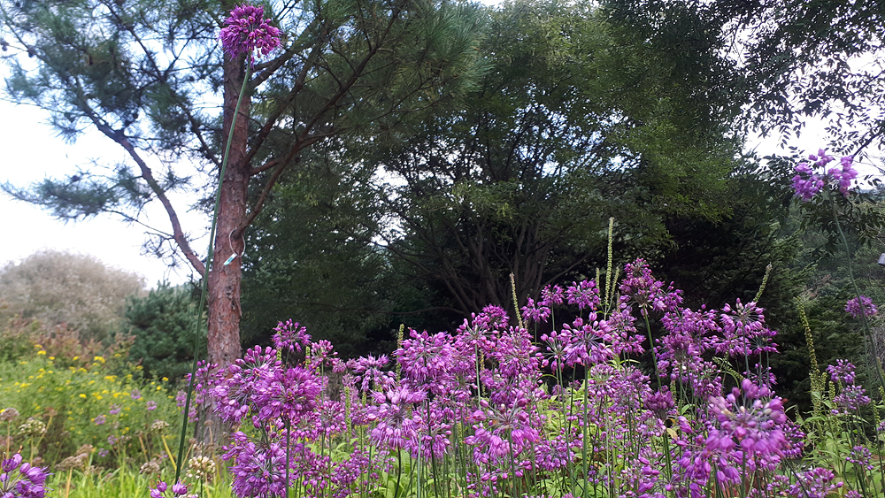 산부추(백합과) 이미지3