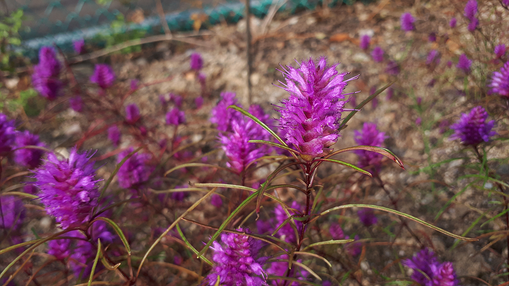 가는잎향유(꿀풀과) 이미지2