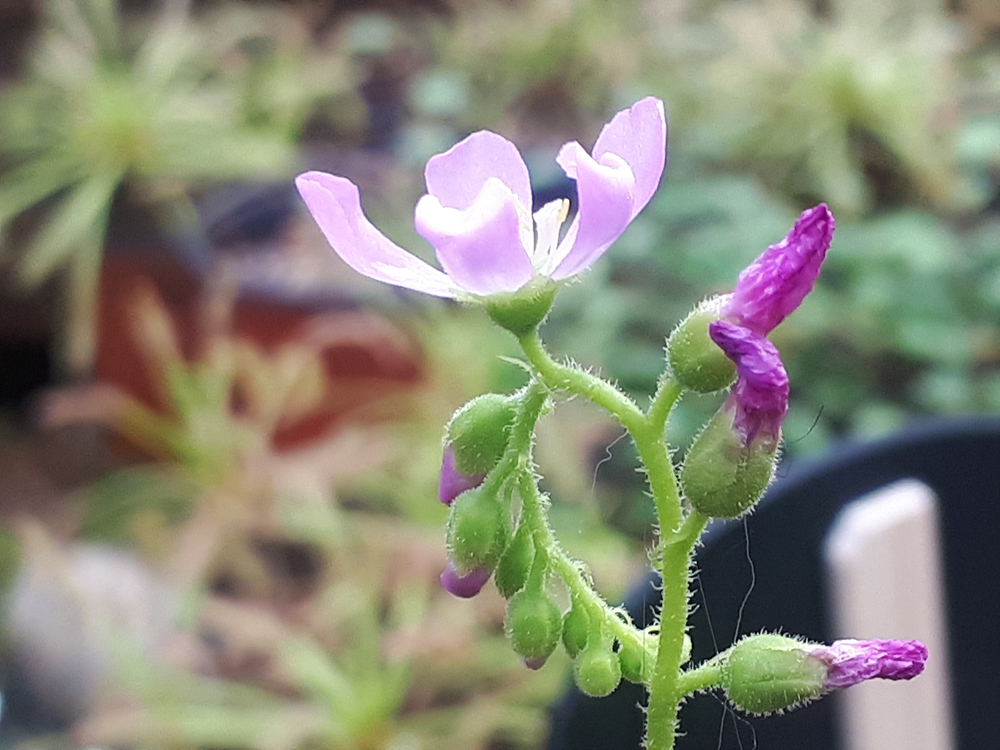 식충. 공중식물 이미지2