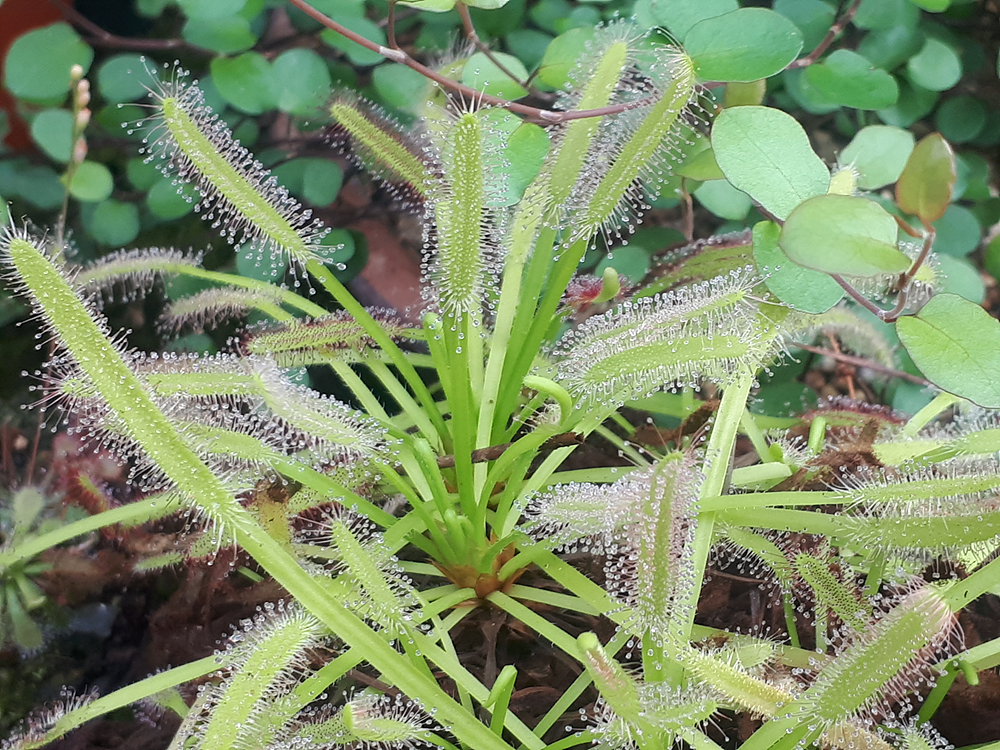 식충. 공중식물 이미지5